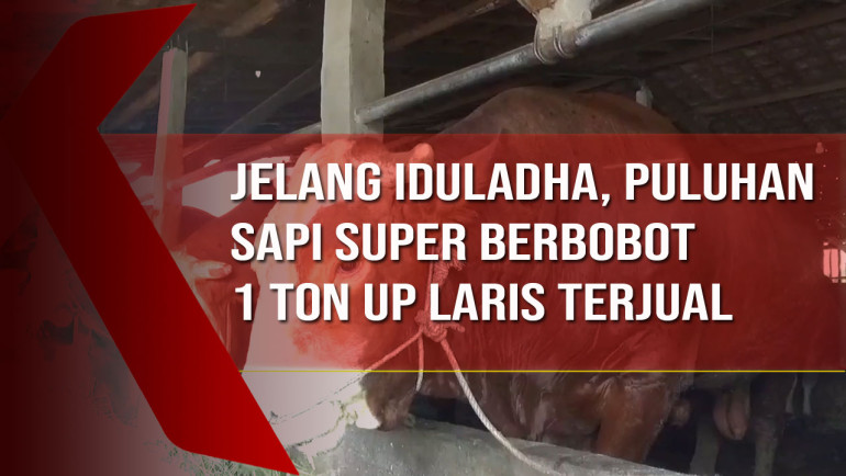 Jelang Iduladha, Puluhan Sapi Super Berbobot 1 Ton Up Laris&nbsp;Terjual