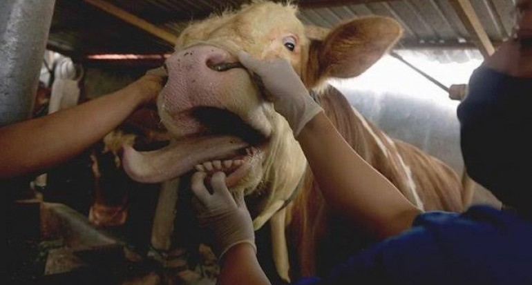 Jelang Idul Adha, Disnakkan Boyolali Terjunkan Petugas Pengecekan Hewan&nbsp;Kurban