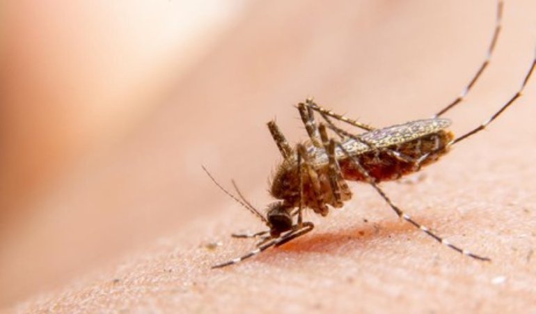 51 Warga Grobogan Teridentifikasi Terkena Penyakit&nbsp;Chikungunya